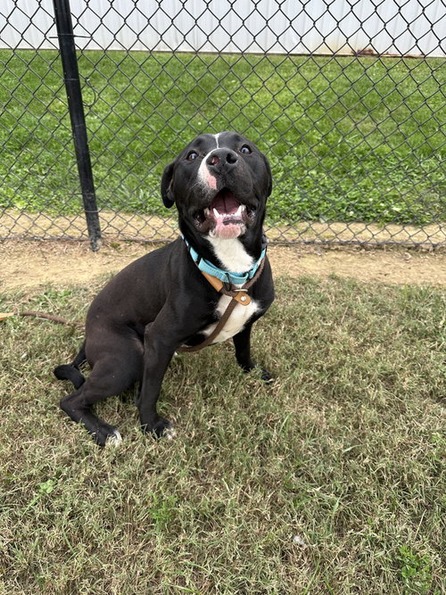 CASH - Pit Bull Terrier available for adoption