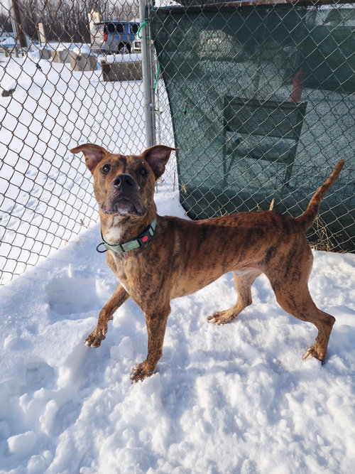 AIKO - Pit Bull Terrier available for adoption