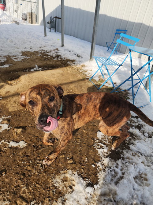 AIKO - Pit Bull Terrier available for adoption