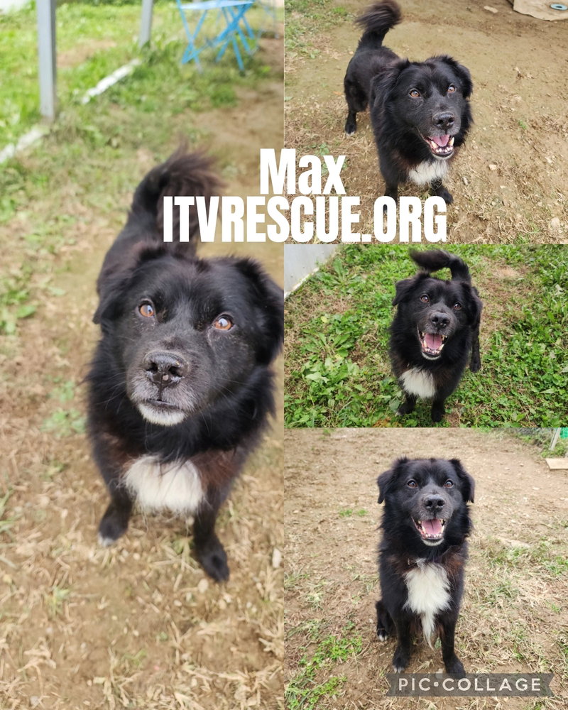 Max, photo 2