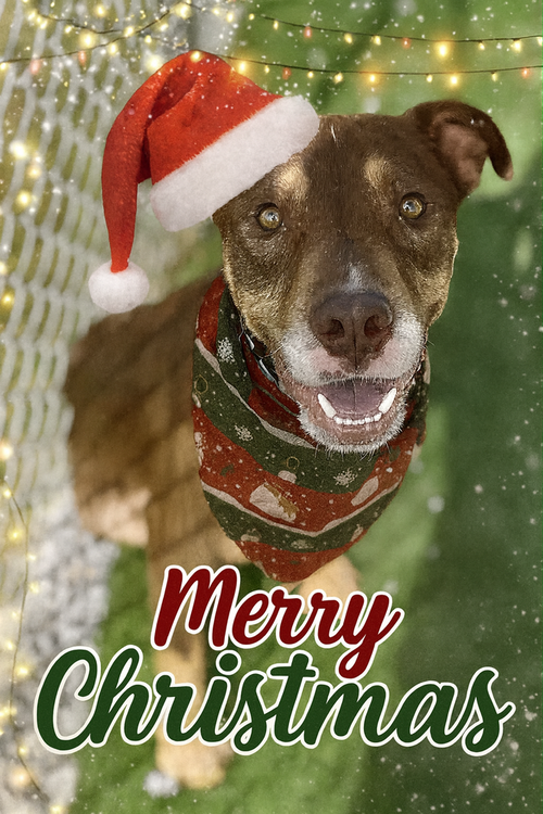 EDWARD - Pit Bull Terrier available for adoption