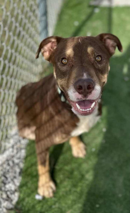 EDWARD - Pit Bull Terrier available for adoption