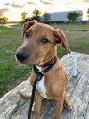 Dozer - Photo 2