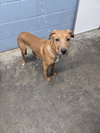 Dozer - Photo 3