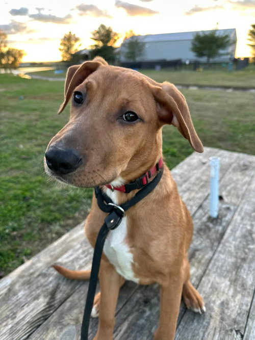 Dozer — thumbnail 4