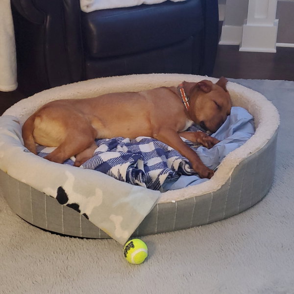 Dozer