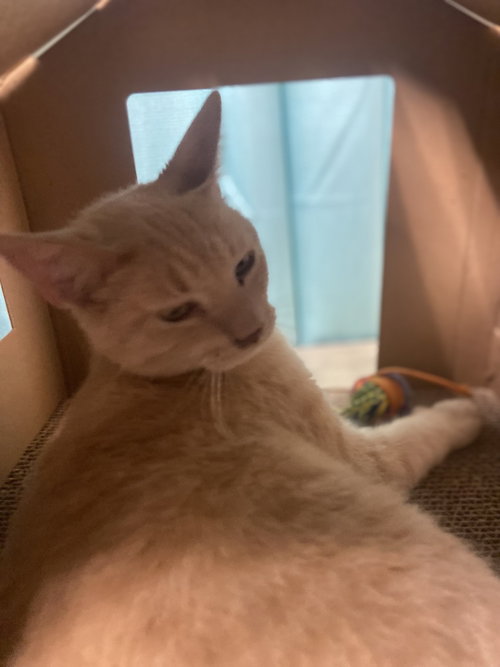 BENVA - Domestic Short Hair available for adoption