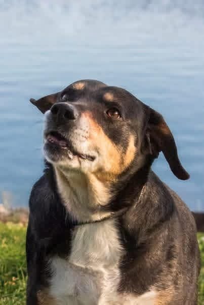 LUNA - Beagle / Labrador Retriever available for adoption