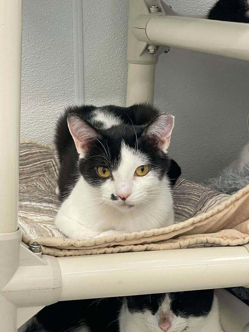 AFRICA - Domestic Short Hair available for adoption