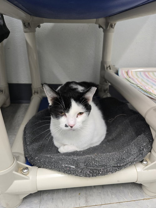 Africa, Adult Domestic Short Hair (short coat), cat for adoption in Owensboro, Kentucky