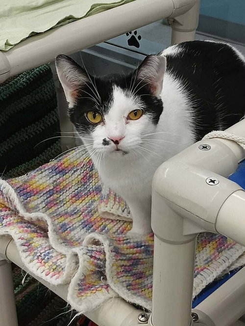 AFRICA - Domestic Short Hair available for adoption