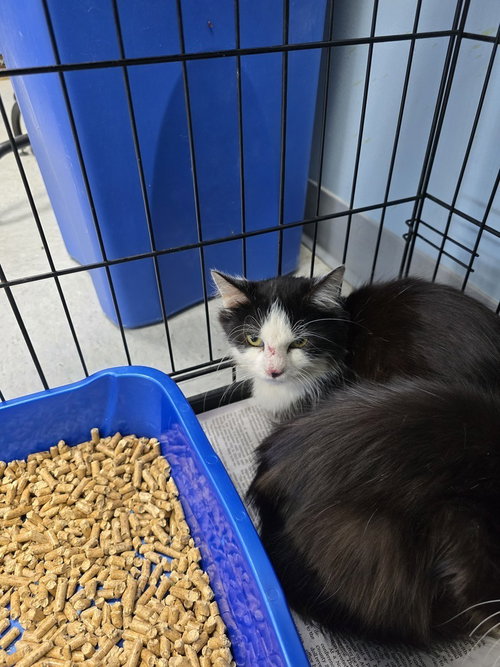 ALGERIA - Domestic Medium Hair available for adoption