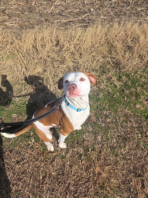 ODIE LEE - Pit Bull Terrier available for adoption