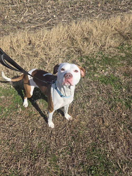 ODIE LEE - Pit Bull Terrier available for adoption