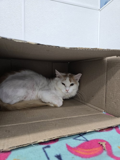 Zambia, Adult Domestic Short Hair (short coat), cat for adoption in Owensboro, Kentucky