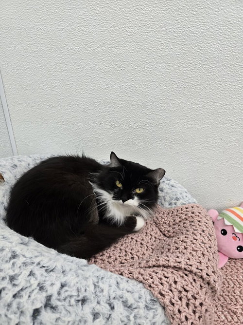 Gambia, Adult Domestic Medium Hair (long coat), cat for adoption in Owensboro, Kentucky