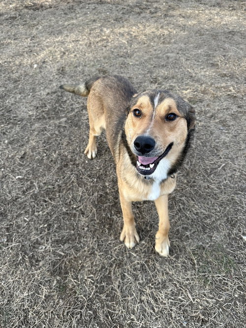 CLOVE - Terrier available for adoption