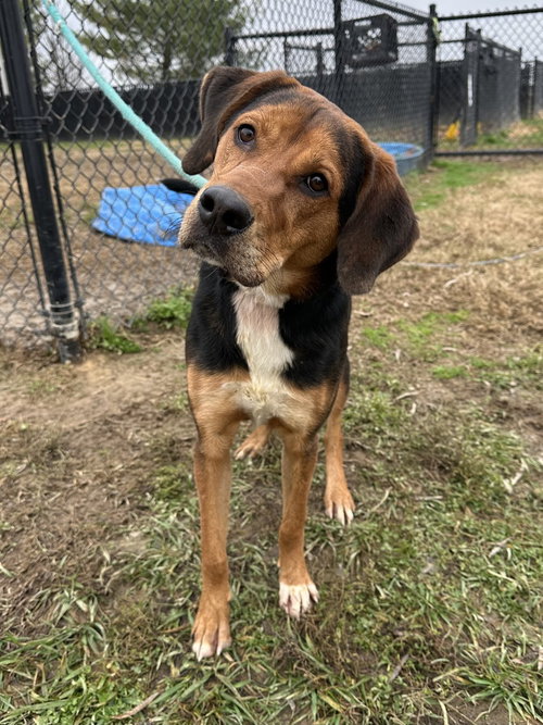 BOONER - Coonhound / Beagle available for adoption