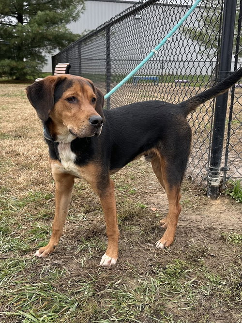 BOONER - Coonhound / Beagle available for adoption