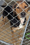 Booner - Photo 3