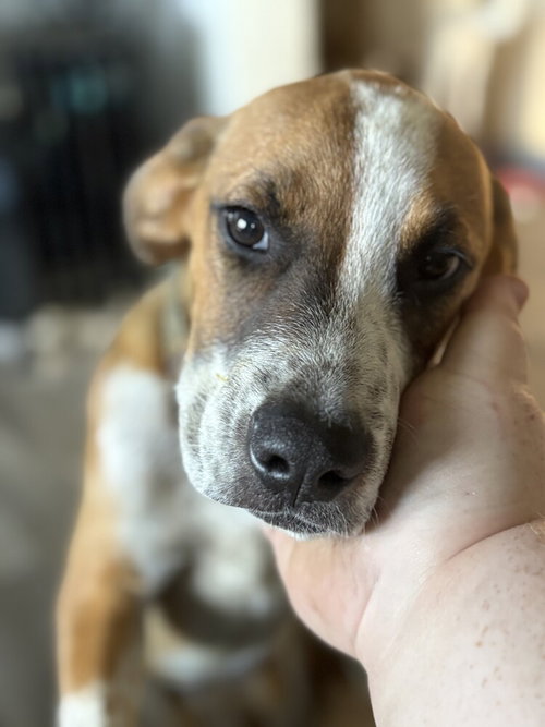 FROGGER - Terrier available for adoption
