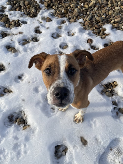 FROGGER - Terrier available for adoption