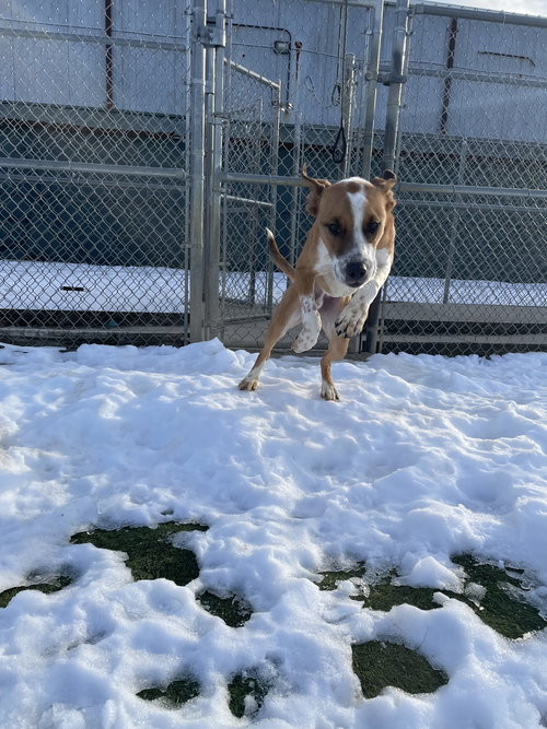 FROGGER - Terrier available for adoption