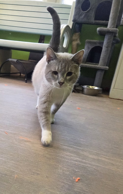 CLYDE - Domestic Short Hair / Snowshoe available for adoption
