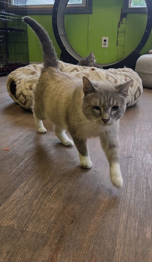CLYDE - Domestic Short Hair / Snowshoe available for adoption