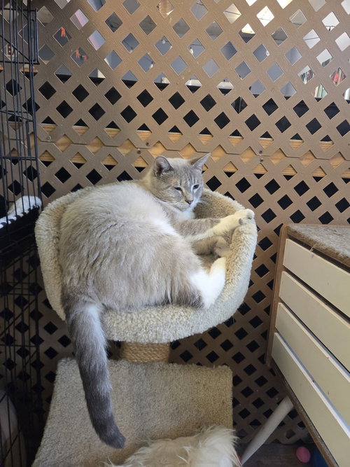CLYDE - Domestic Short Hair / Snowshoe available for adoption
