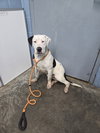 Huey - Photo 1
