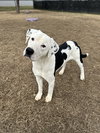 Louie - Photo 1