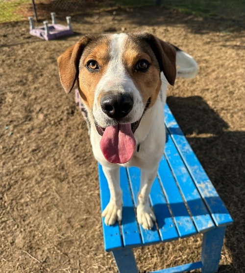 Connor, an adoptable Hound in Evansville, IN