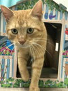 Sweet Tater - Photo 1