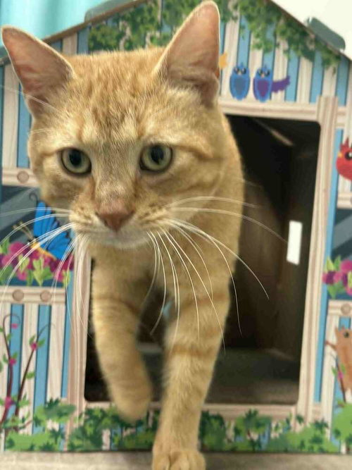 SWEET TATER - Domestic Short Hair available for adoption
