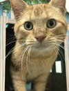 Sweet Tater - Photo 2