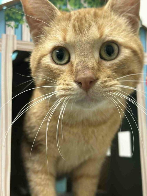 SWEET TATER - Domestic Short Hair available for adoption