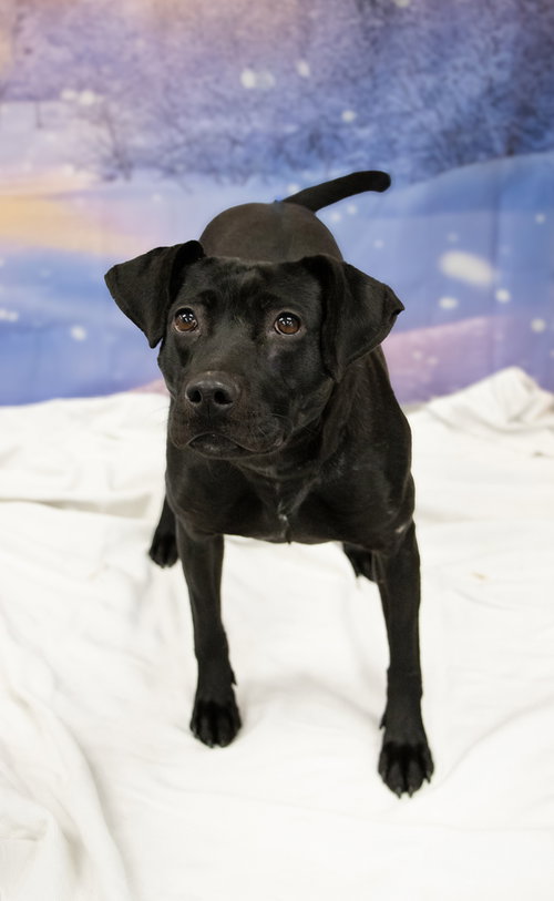 HOLLY - Pit Bull Terrier / Labrador Retriever available for adoption