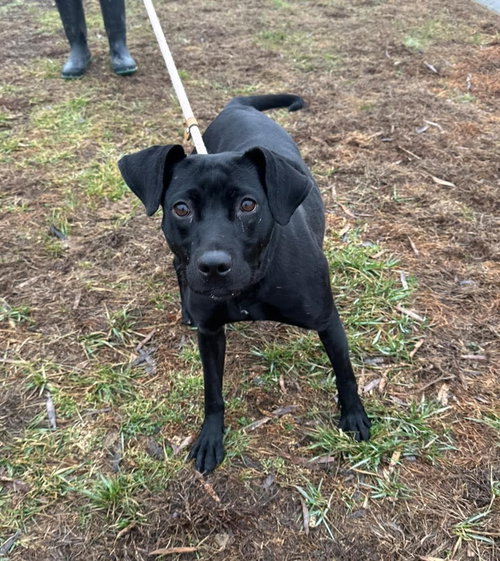 HOLLY - Pit Bull Terrier / Labrador Retriever available for adoption