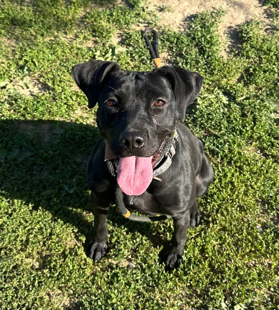 Holly