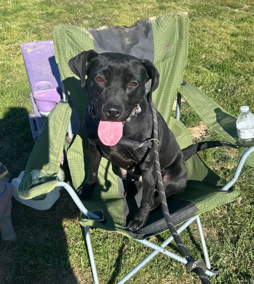 HOLLY - Pit Bull Terrier / Labrador Retriever available for adoption