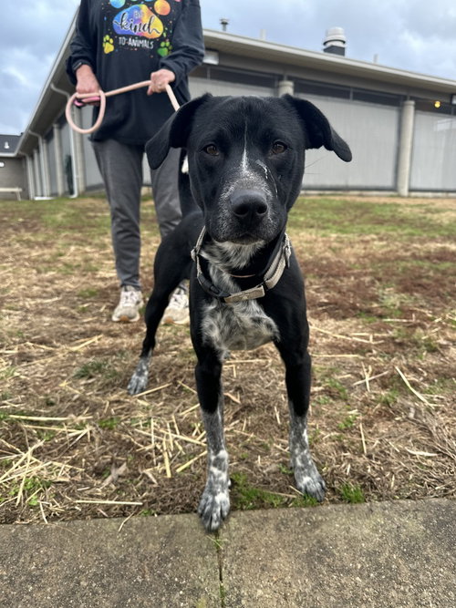 CLACK - Pit Bull Terrier available for adoption