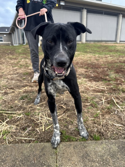 CLACK - Pit Bull Terrier available for adoption