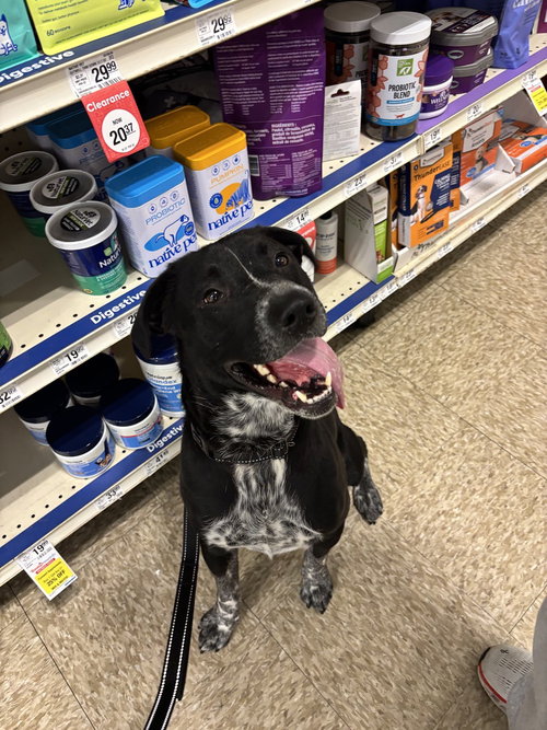 CLACK - Pit Bull Terrier available for adoption