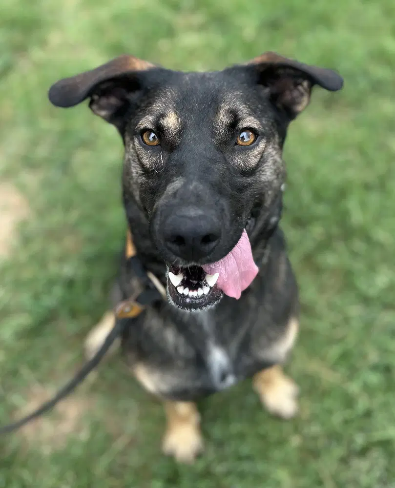 Zora Hazel image 1