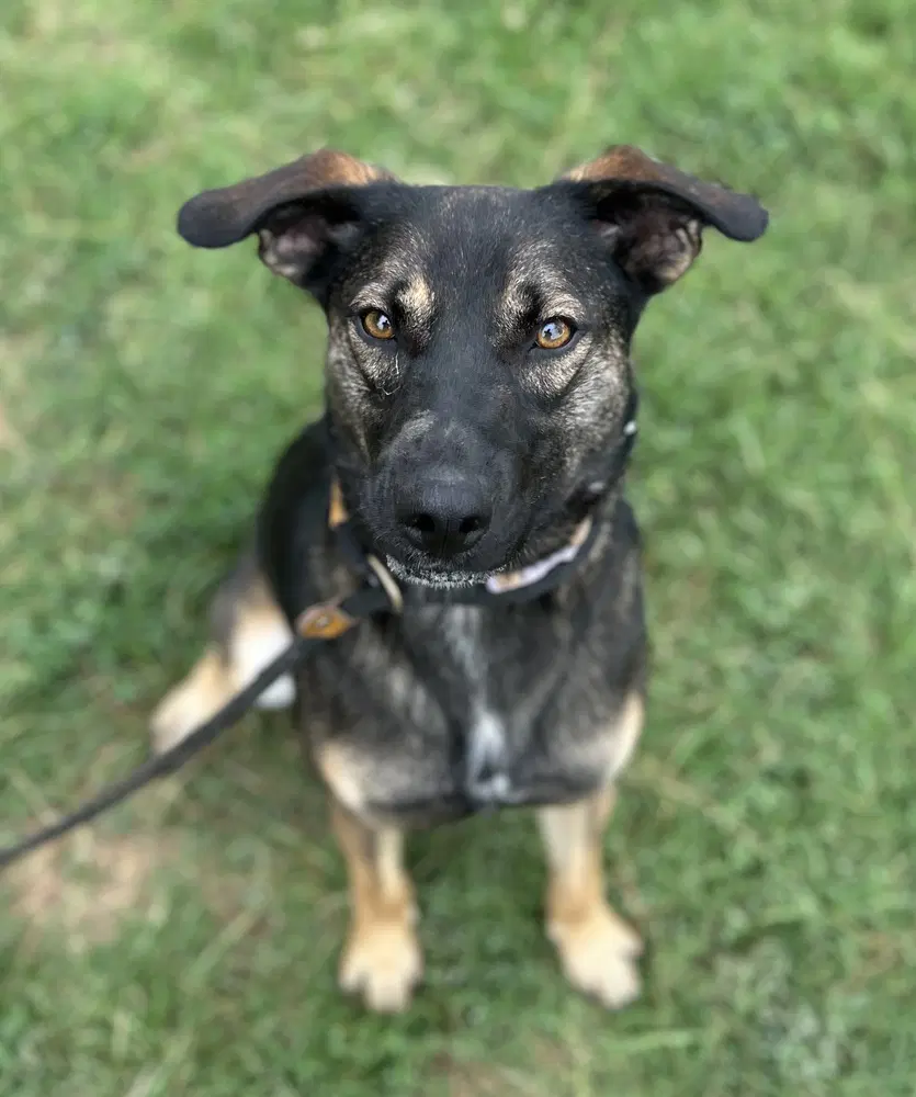 Zora Hazel image 2