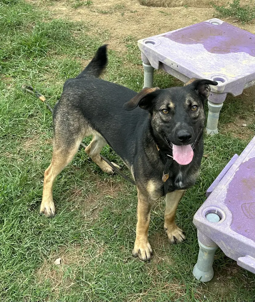 Zora Hazel image 3
