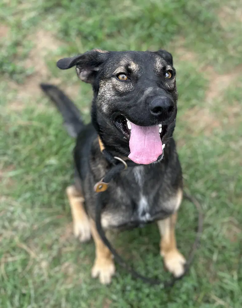 Zora Hazel image 4