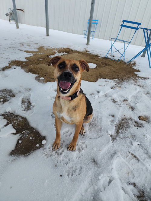 picture of the dog needing adoption
