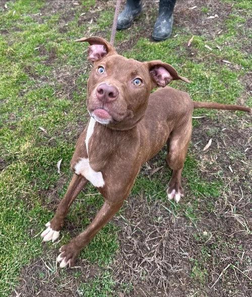 picture of the dog needing adoption